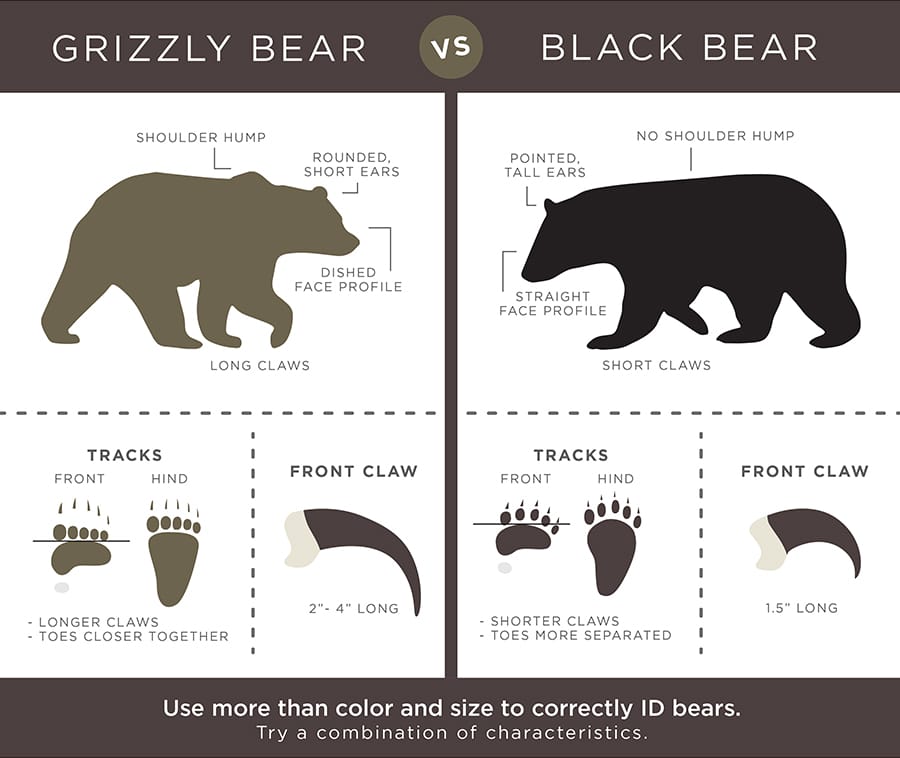 Black Bear vs Grizzly Bear