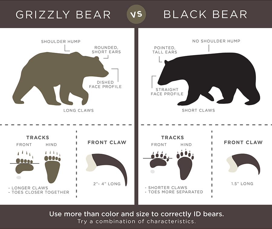 black bear tracks vs grizzly