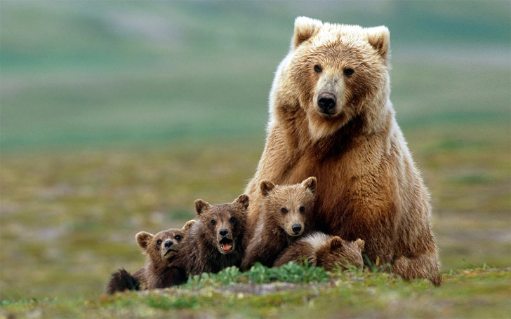 grizzly with cubs small image