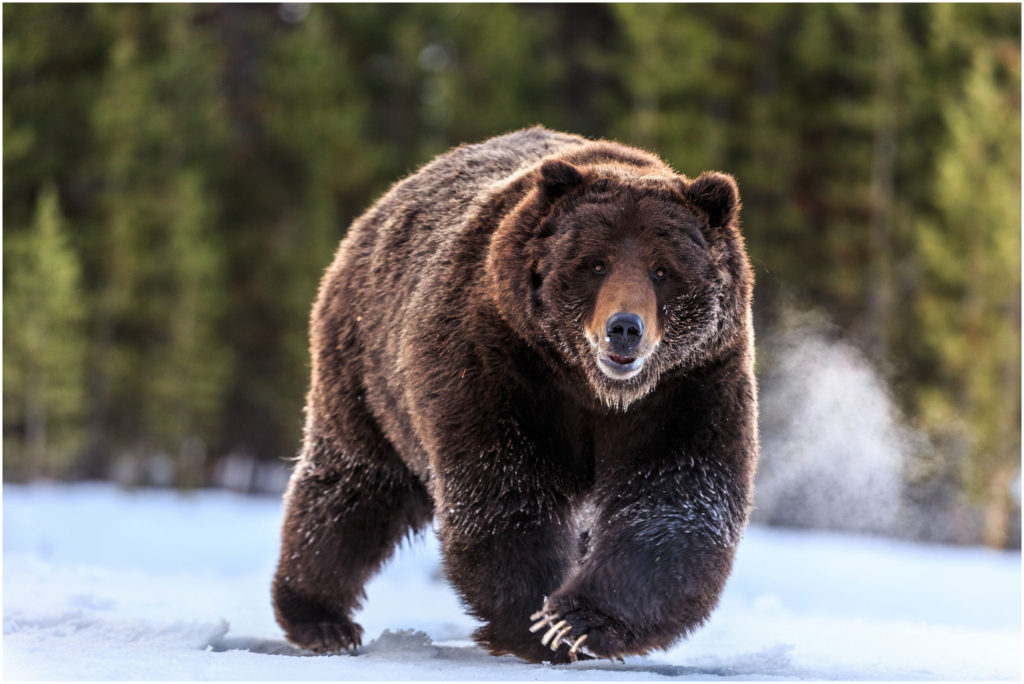 grizzly bear in snow