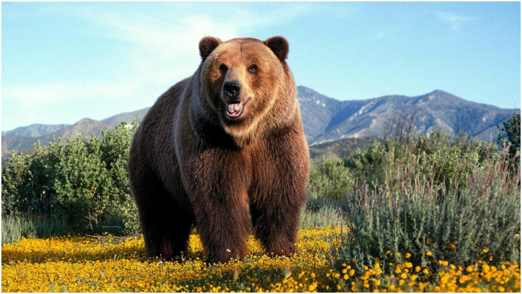 Grizzly Bear in Yellow Flowers