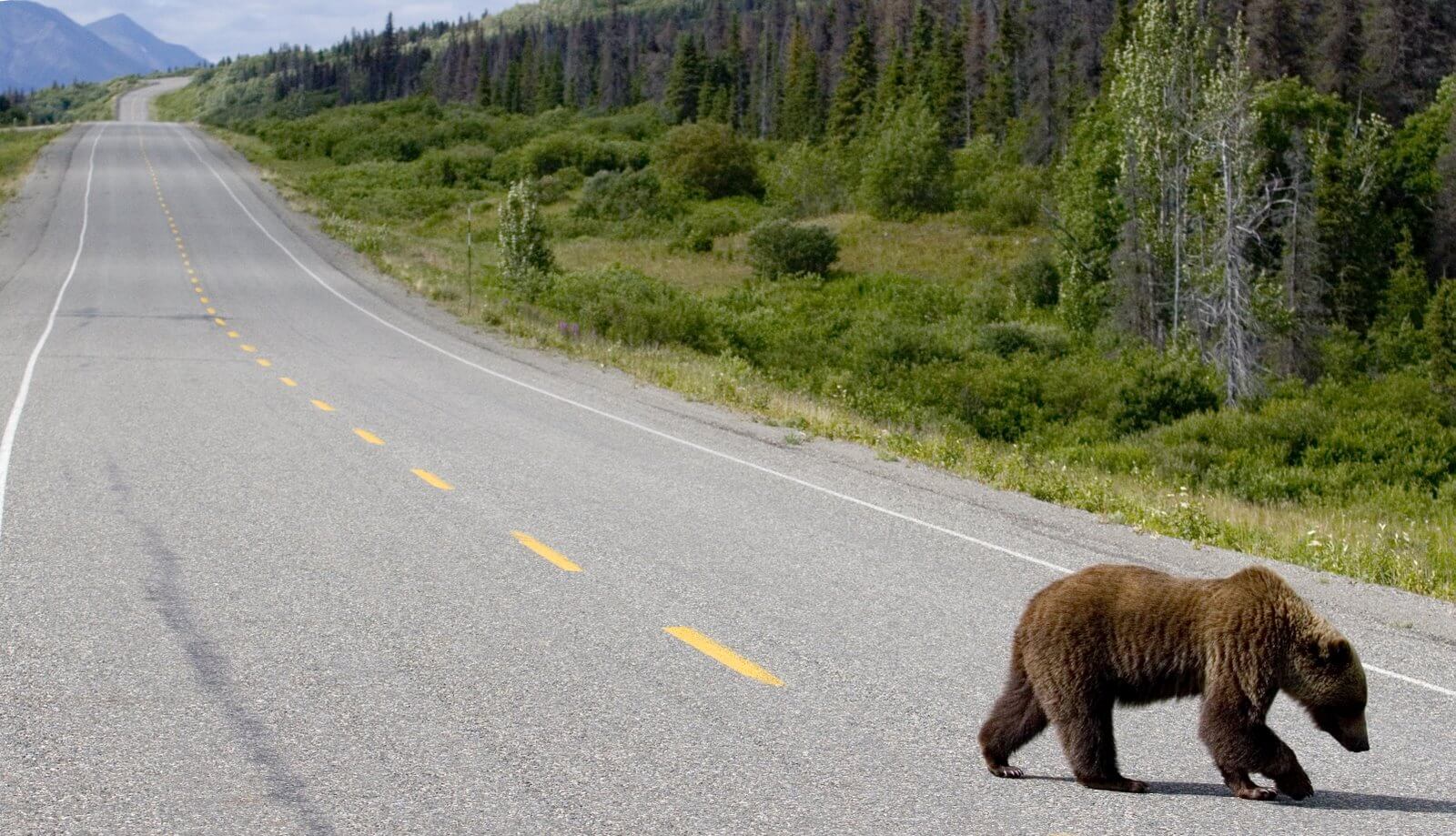 Grizzly Bear on the Road