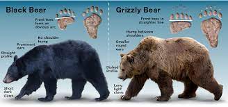 black bear vs grizzly bear yellowstone nation park bear spray rental