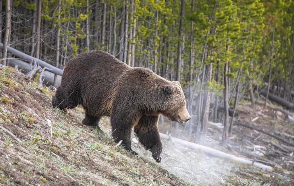 Yellowstone Grizzly 399 grand tetons bear spray