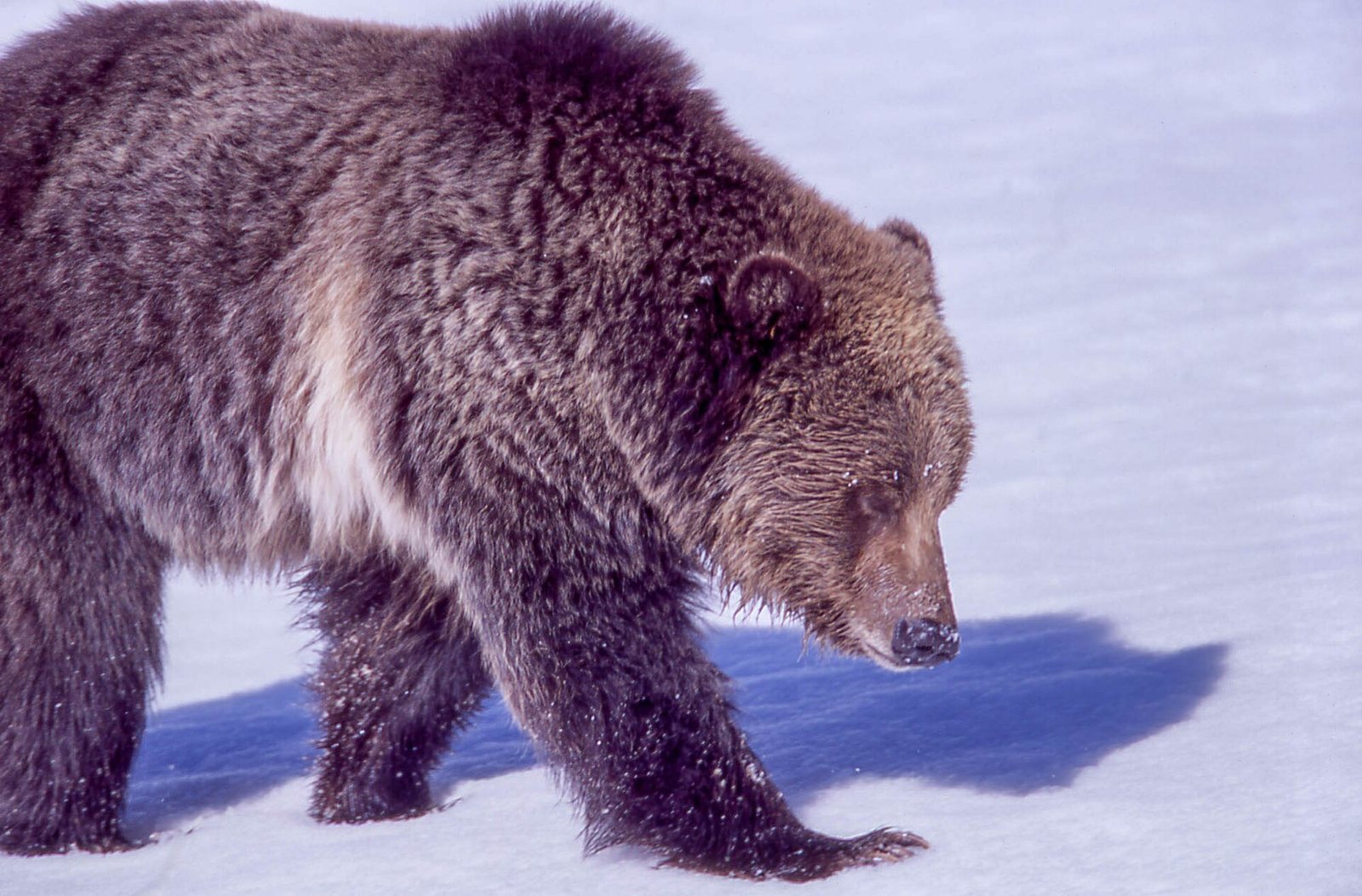 A brown grizzly bear walking across snow near Obsidian Creek in Yellowstone National Park