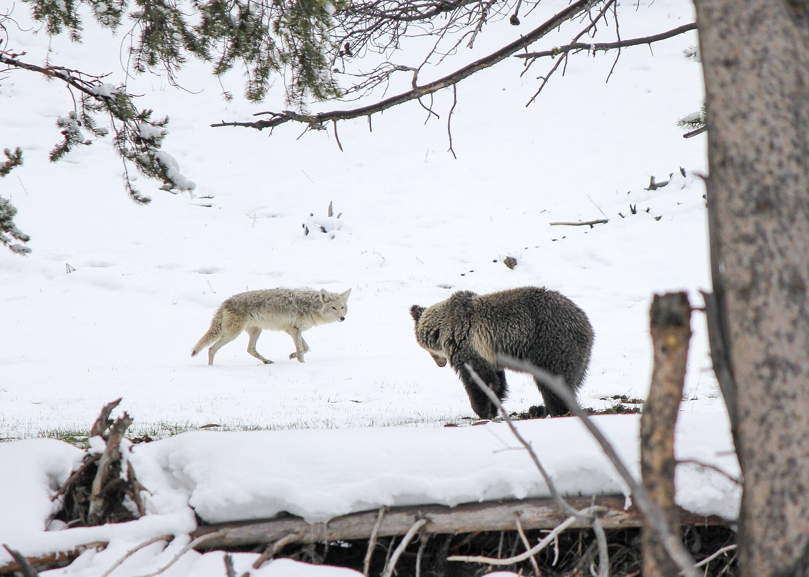A grizzly bear in snowy woods in Yellowstone in early spring, with a coyote watching from behind