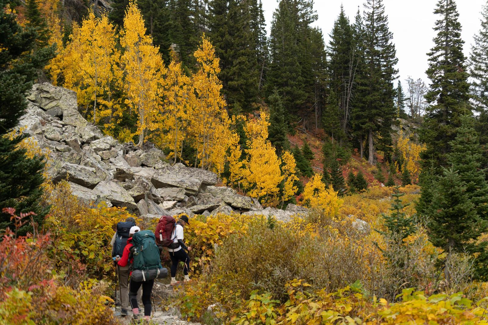 Hikers on a rocky trail through bright yellow aspens in Grand Teton National Park in fall