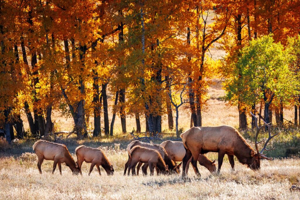 A bull elk and his herd grazing in golden grass beneath orange and gold fall aspens